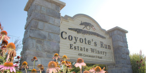 coyotes run winery 4